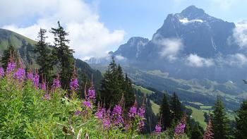 kurz vorm Berggasthaus Waldspitz