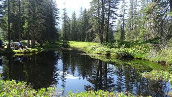 kleiner Waldsee mit Eigerspiegelung