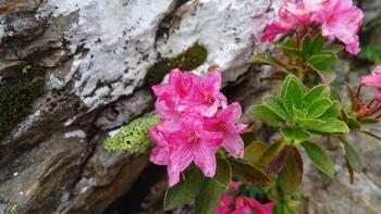 letzte Alpenrosen