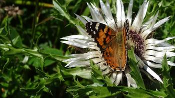 Silberdistel mit Besucher