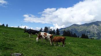 bunt gemixte Kühe