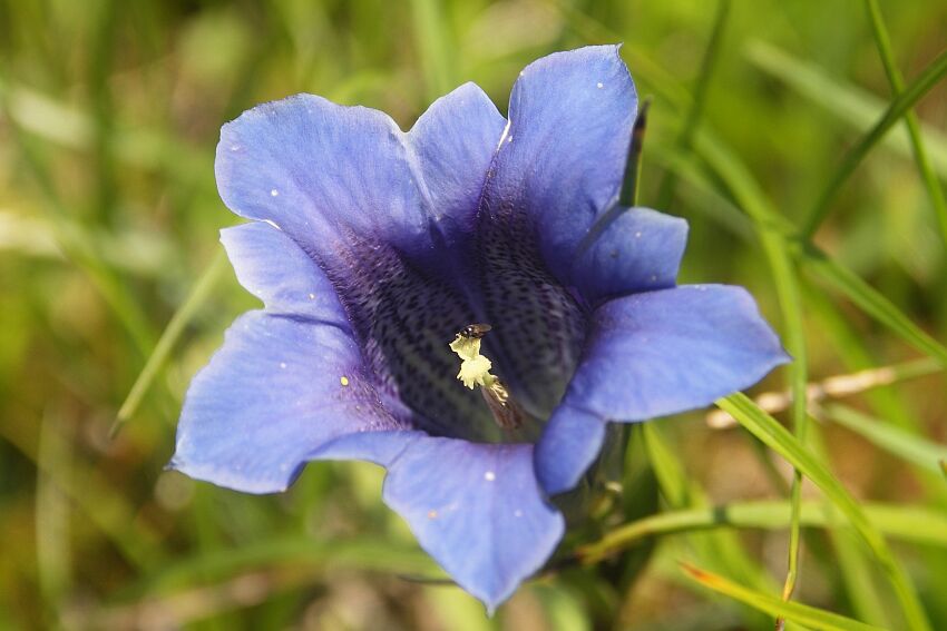 blau blau blau ...