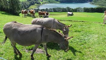 Esel vorm Lac du Vernex