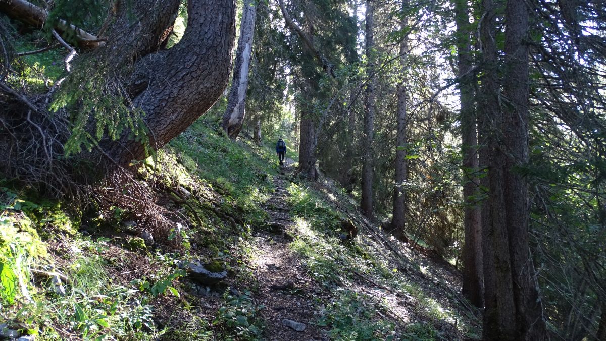 Aufstieg durch urigen Fichtenwald