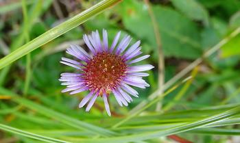 Alpen-Aster