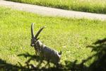 wilder Steinbock