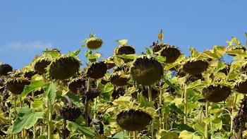 riesige Sonnenblumenköpfe