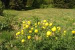 feuchte Wiese