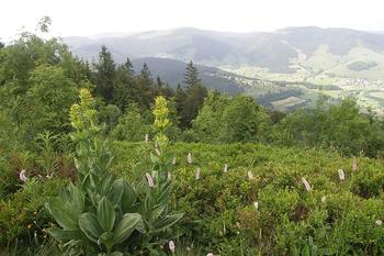 Schwarzwald 24.06.08