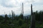 Waldschäden sind überall in den Hochlagen des Schwarzwaldes zu sehen