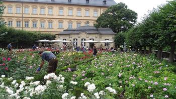 Rosengarten Bamberg