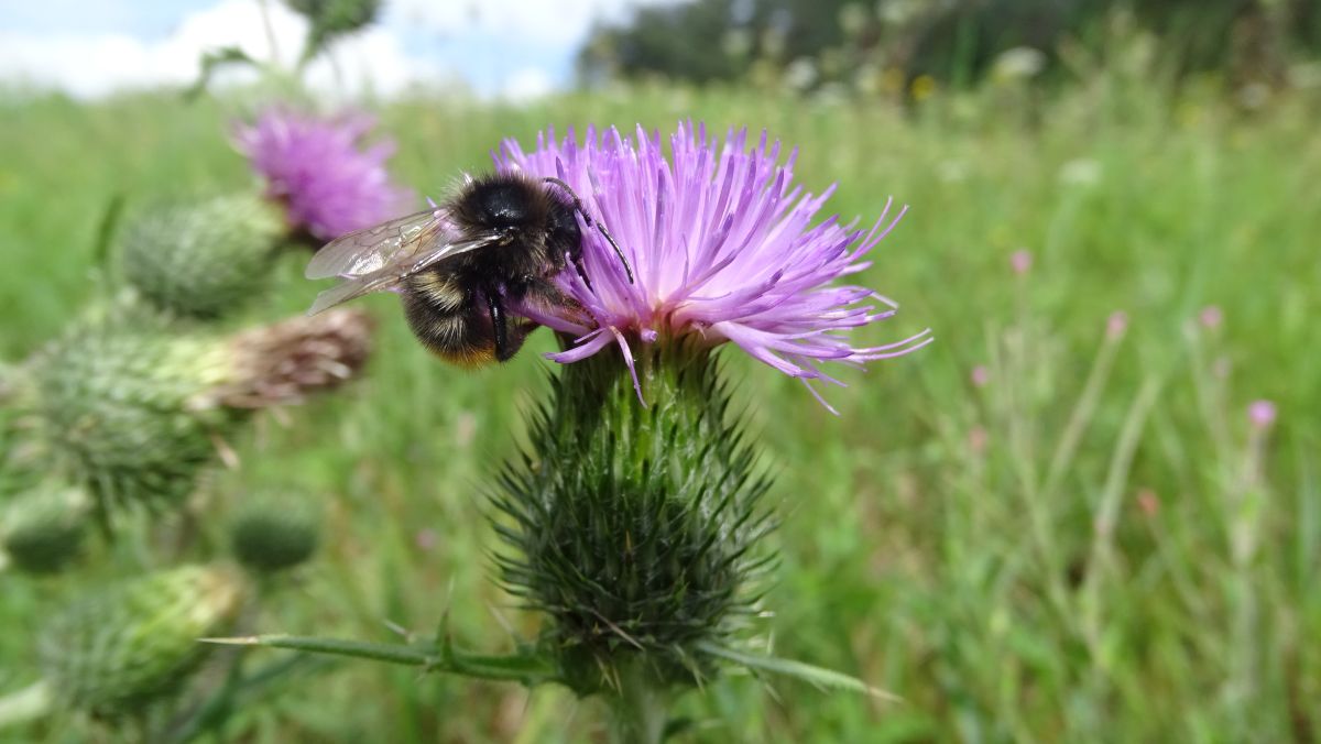 Distel mit Hummel