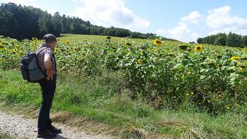 Sonnenblumenfeld bei Priegendorf