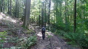 Wald an der Kleinen Kufe