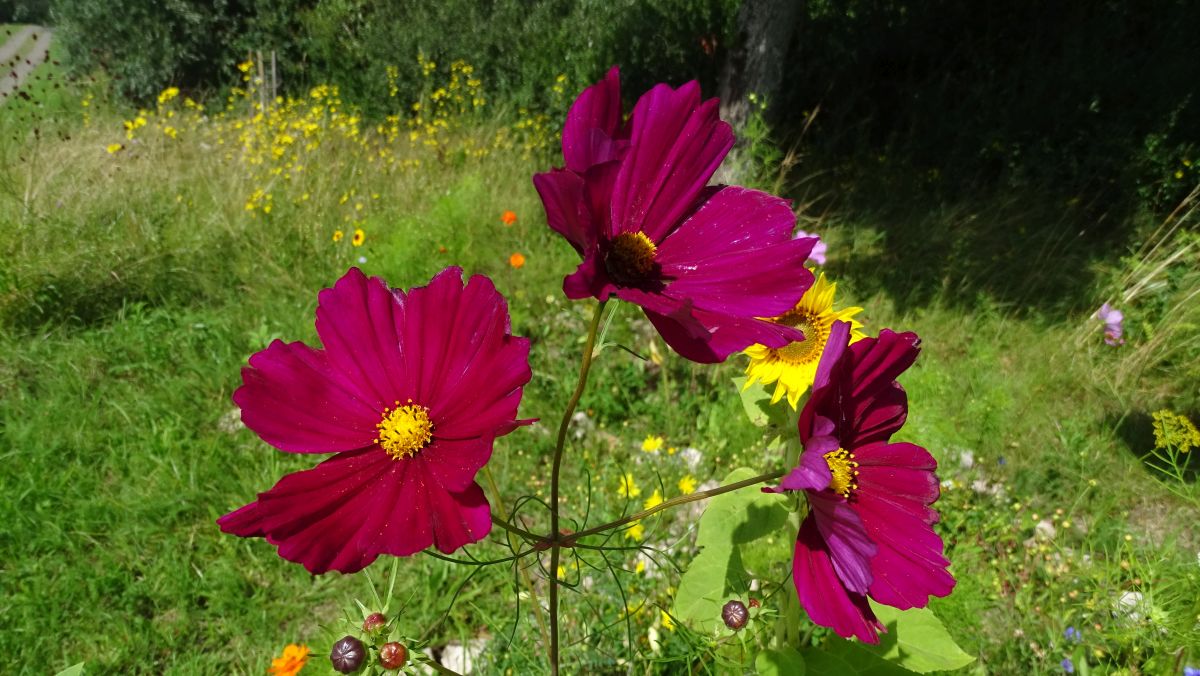 Cosmea am Wegesrand