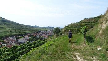 in den Weinbergen bei Oberbergen