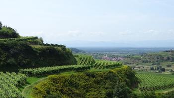 Weinberge