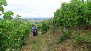 Weinberge an der Burgruine