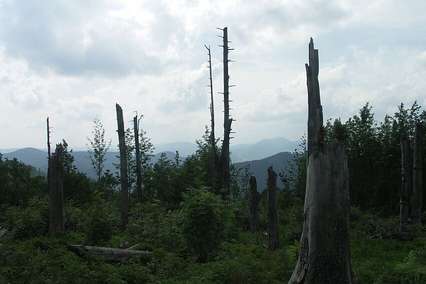 Waldschäden sind überall in den Hochlagen des Schwarzwaldes zu sehen