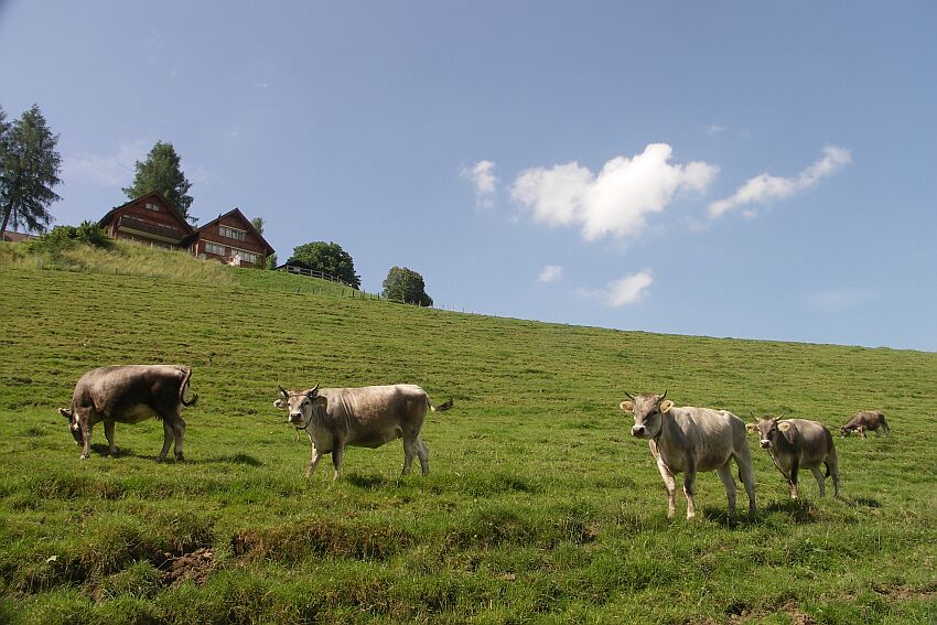 schweizer Kühe sehen anders aus