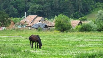 Wiese mit Pferd