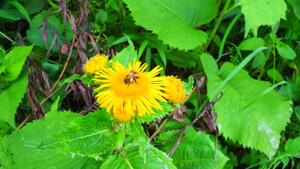 Blume in verlassenem Vorgarten