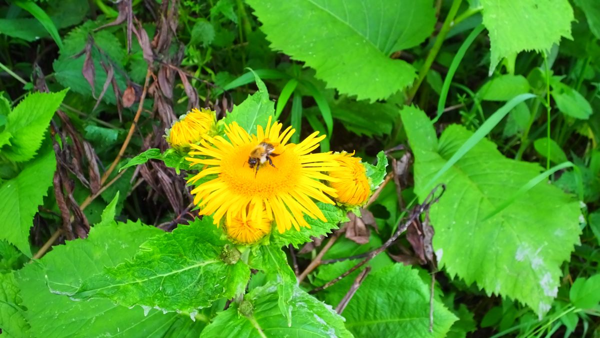 Blume in verlassenem Vorgarten