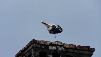 Storch in der Stadt