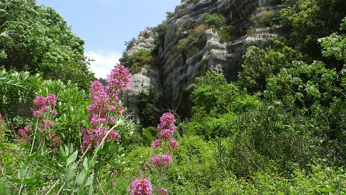 Rote Spornblume (Centranthus ruber)