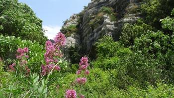 Rote Spornblume (Centranthus ruber)