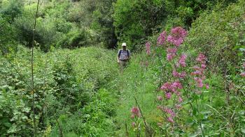 Rote Spornblume (Centranthus ruber)