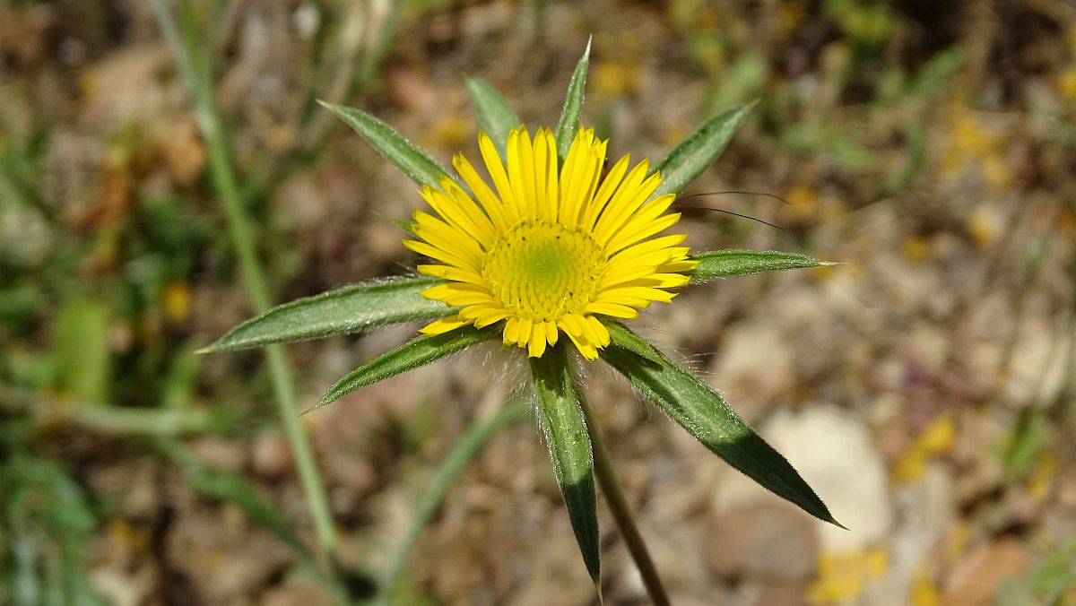 Stechendes Sternauge (Pallensis spinosa)