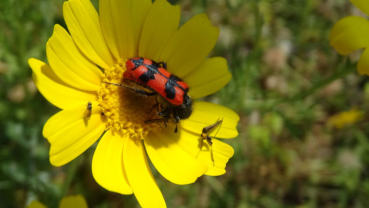 Veränderlicher Ölkäfer (Mylabris variabilis) auf Kronenwucherblume (Glebionis coronaria)