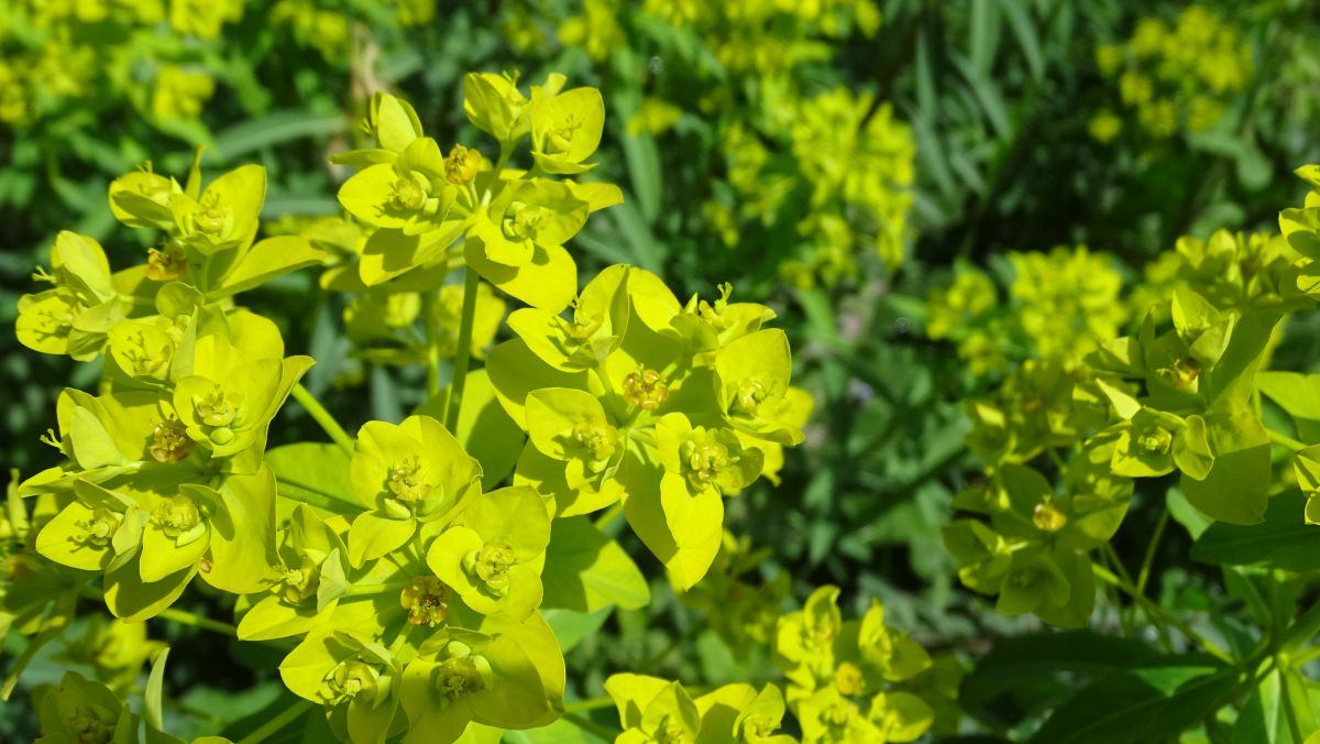 Baumartige Wolfsmilch (Euphorbia dendroides)