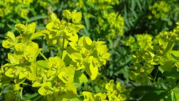 Baumartige Wolfsmilch (Euphorbia dendroides)