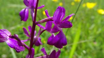 Römisches Knabenkraut (Dactylorhiza romana)