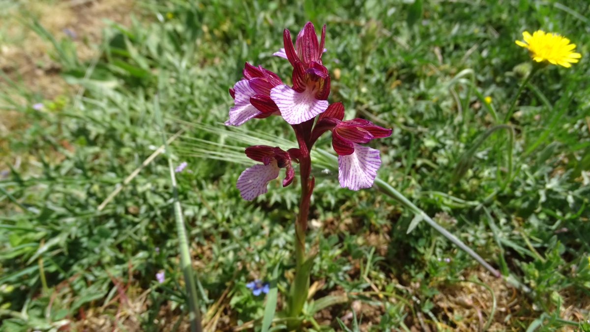 Grossblütiges Schmetterlings-Knabenkraut (Orchis papilionacea susp grandiflora)