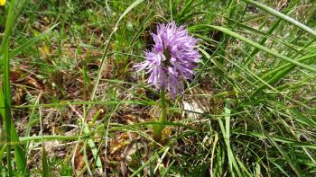 Italienisches Knabenkraut (Orchis italica)