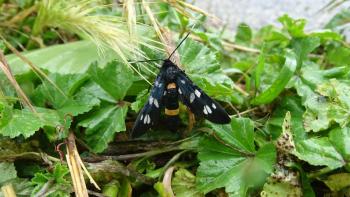 nasses Weißfleck-Widderchen (Amata marjana)