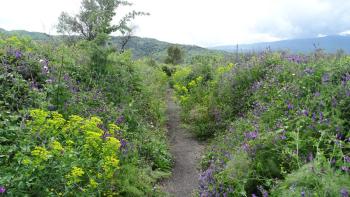 üppige Vegetation