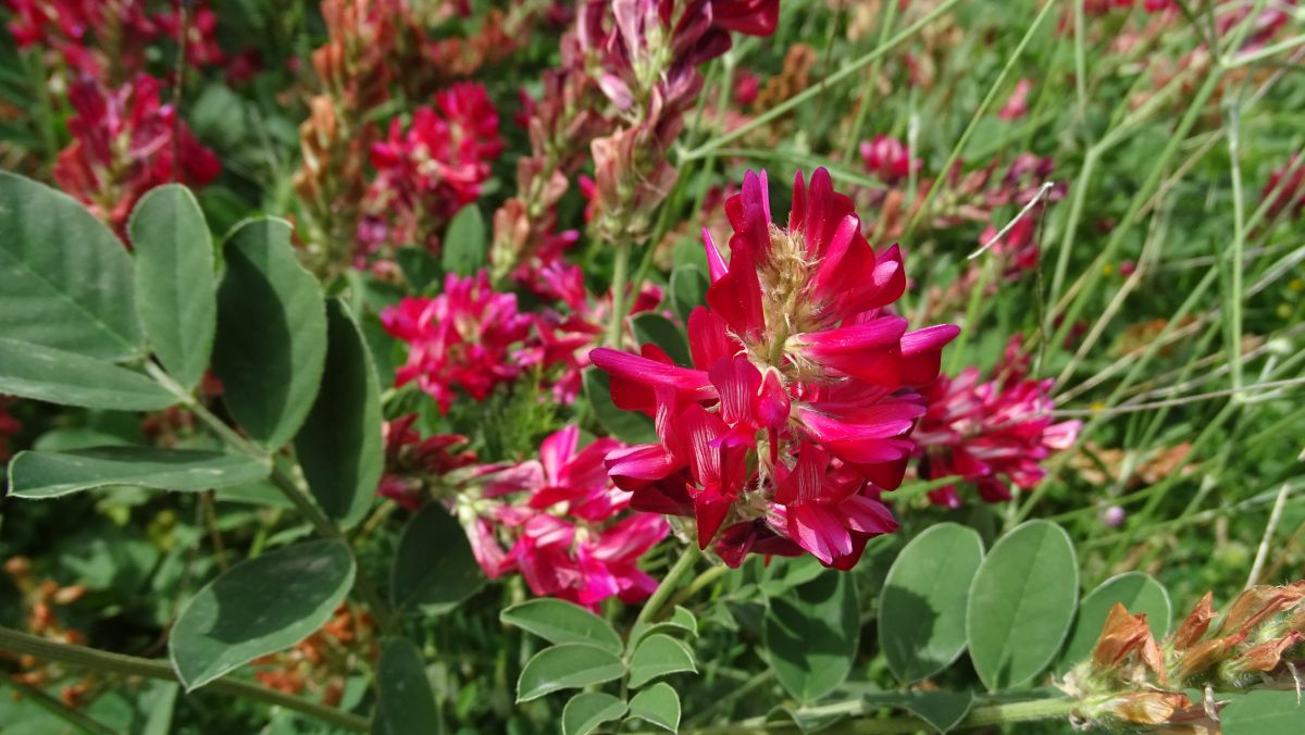 Wundklee (Anthyllis vulneraria ssp. maura)