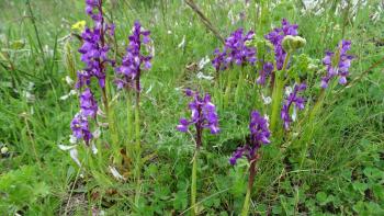 Langsporniges Knabenkraut (Orchis longicornu)