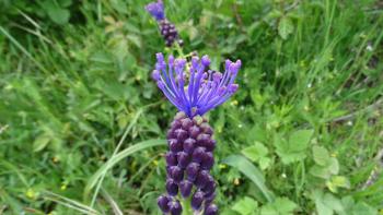 Schopfige Traubenhyazinthe (Muscari comosum)