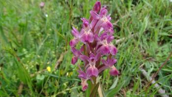 Riesenknabenkraut (Himantoglossum robertianum)