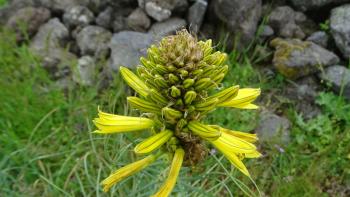 Gelbe Affodeline (Asphodeline lutea)