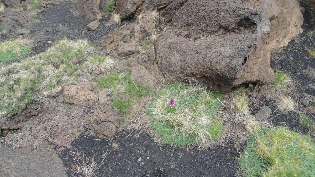Knabenkraut ist ein Lebenskünstler, mitten im Lavafeld