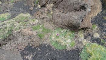 Knabenkraut ist ein Lebenskünstler, mitten im Lavafeld