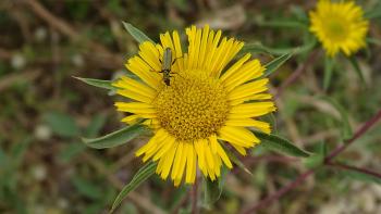 Stechendes Sternauge (Pallensis spinosa)