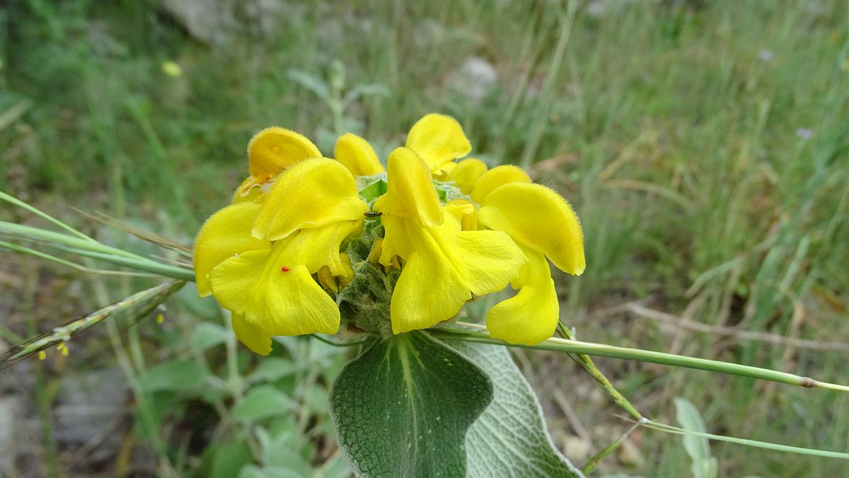 Strauchiges Bandkraut (Phlomis fruticosa)