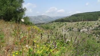 Landschaft mit Weichem Akanthus (Acanthus mollis) im Vordergrund